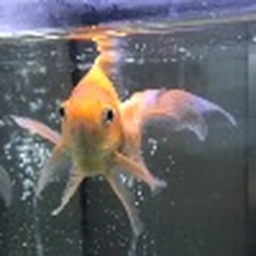 model profile