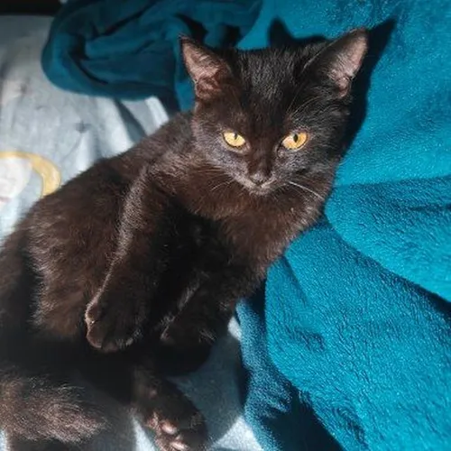 model