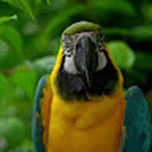 model